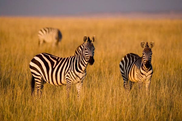 Kenya: Plains Zebras, Maasai Mara National Reserve, Kenya by Darrell Gulin
