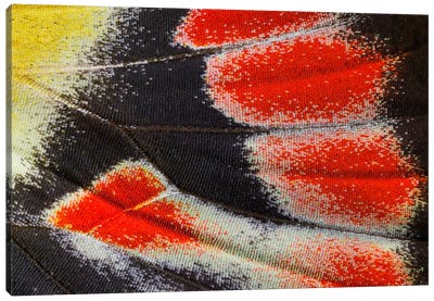 Butterfly Wing Macro-Photography XXIII Canvas Art Print - Wings Art