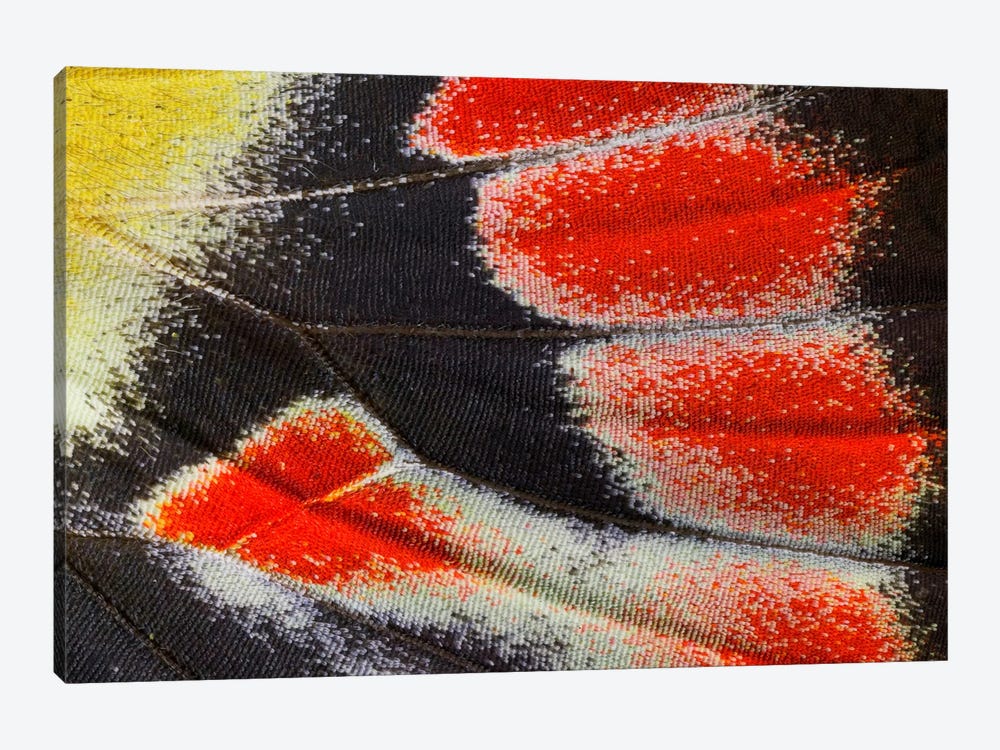 Butterfly Wing Macro-Photography XXIII by Darrell Gulin 1-piece Art Print