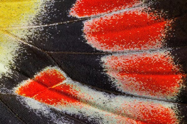 Wings: Butterfly Wing Macro-Photography XXIII by Darrell Gulin