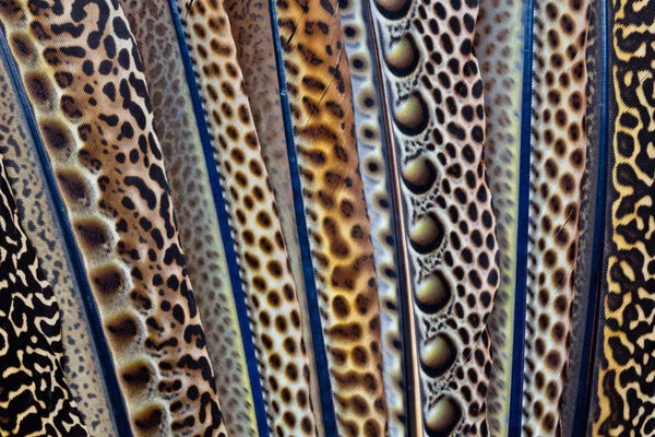 Wings: Butterfly Wing Macro-Photography XXIV by Darrell Gulin