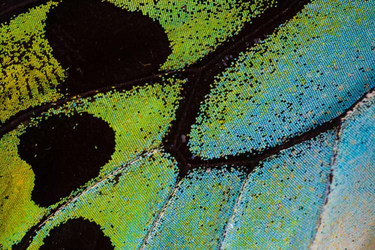 Butterfly Wing Macro-Photography XXV