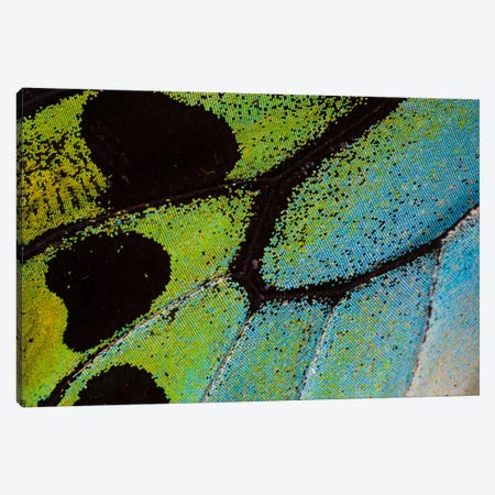 Butterfly Wing Macro-Photography XXV Canvas Print #DGU32} by Darrell Gulin Canvas Wall Art