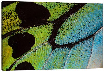 Butterfly Wing Macro-Photography XXV Canvas Art Print