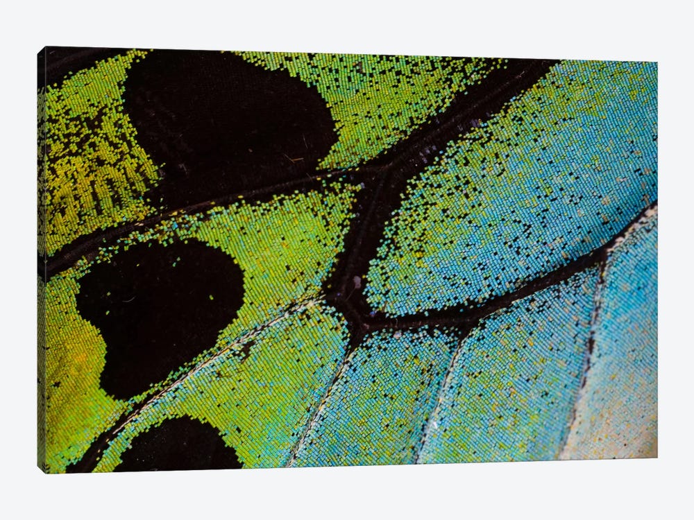 Butterfly Wing Macro-Photography XXV by Darrell Gulin 1-piece Canvas Art Print
