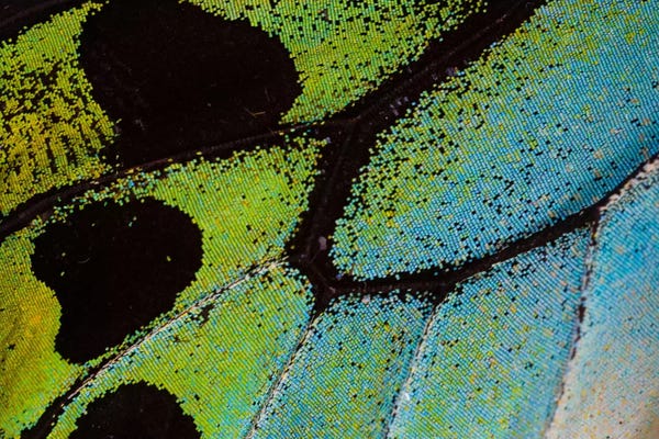 Darrell Gulin: Butterfly Wing Macro-Photography XXV by Darrell Gulin