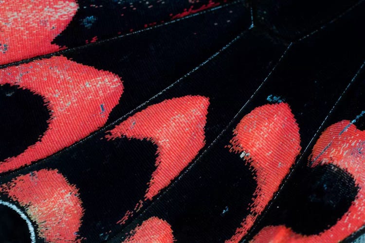 Butterfly Wing Macro-Photography XXVI