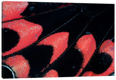 Butterfly Wing Macro-Photography XXVI Canvas Art Print - Darrell Gulin