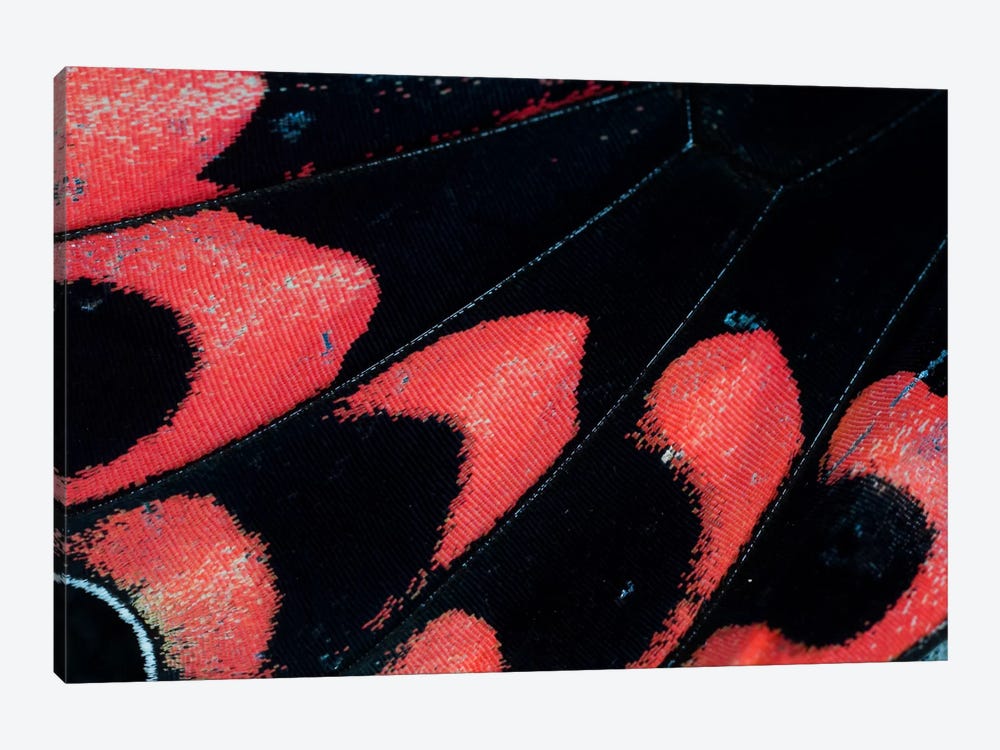 Butterfly Wing Macro-Photography XXVI by Darrell Gulin 1-piece Canvas Artwork