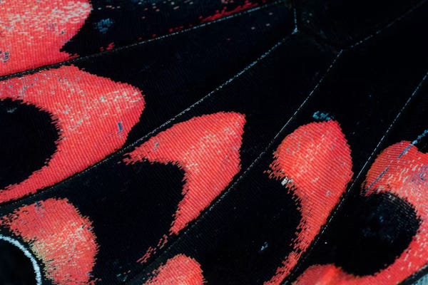 Darrell Gulin: Butterfly Wing Macro-Photography XXVI by Darrell Gulin