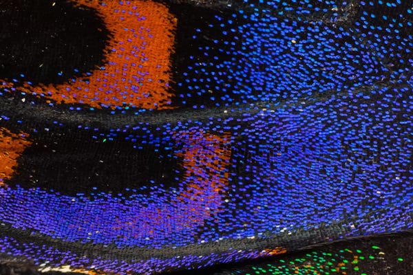 Wings: Butterfly Wing Macro-Photography XXVII by Darrell Gulin