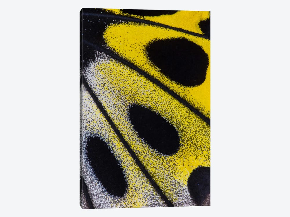 Butterfly Wing Macro-Photography XXVIII by Darrell Gulin 1-piece Canvas Art