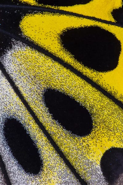 Darrell Gulin: Butterfly Wing Macro-Photography XXVIII by Darrell Gulin