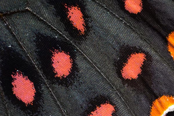 Wings: Butterfly Wing Macro-Photography XXIX by Darrell Gulin