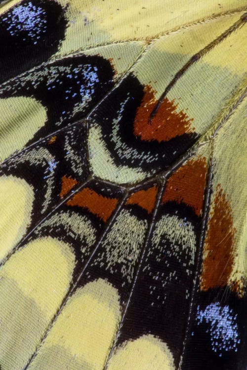 Butterfly Wing Macro-Photography XXX