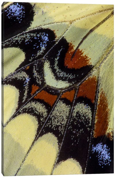 Butterfly Wing Macro-Photography XXX Canvas Art Print - Wings Art