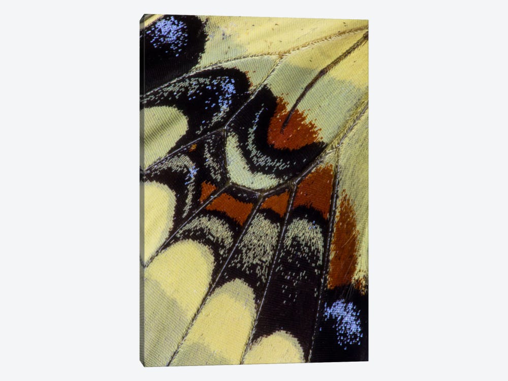 Butterfly Wing Macro-Photography XXX by Darrell Gulin 1-piece Canvas Artwork