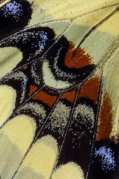 Darrell Gulin: Butterfly Wing Macro-Photography XXX by Darrell Gulin