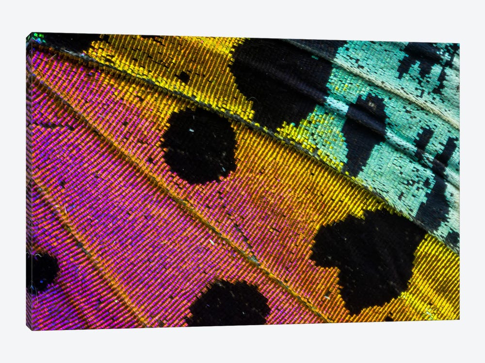 Butterfly Wing Macro-Photography XXXI by Darrell Gulin 1-piece Canvas Print
