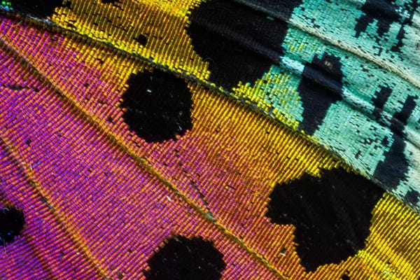 Wings: Butterfly Wing Macro-Photography XXXI by Darrell Gulin