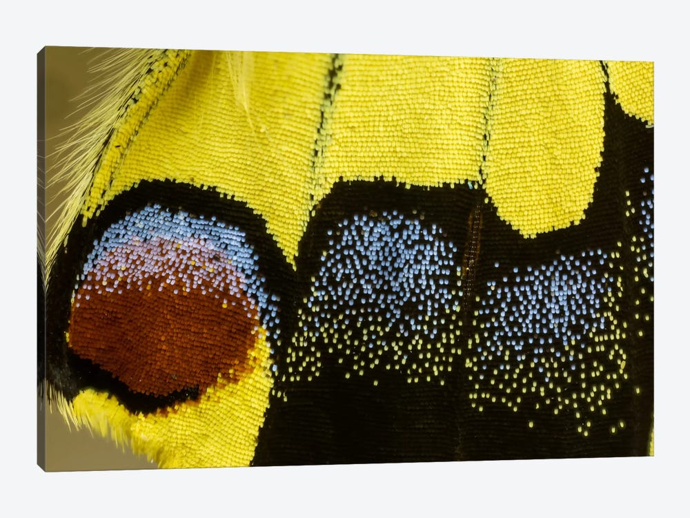 Butterfly Wing Macro-Photography XXXII by Darrell Gulin 1-piece Canvas Artwork