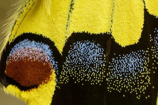 Darrell Gulin: Butterfly Wing Macro-Photography XXXII by Darrell Gulin