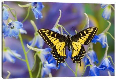 Open-Winged Anise Swallowtail In Zoom Among Blue Delphinium Canvas Art Print - Macro Photography