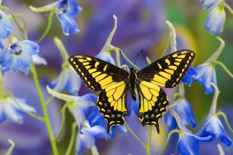 Open-Winged Anise Swallowtail In Zoom Among Blue Delphinium