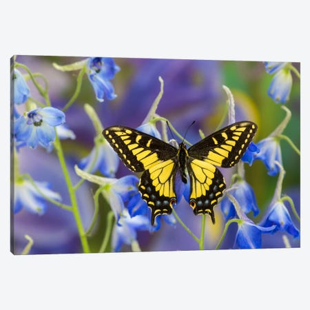 Open-Winged Anise Swallowtail In Zoom Among Blue Delphinium Canvas Print #DGU3} by Darrell Gulin Canvas Print