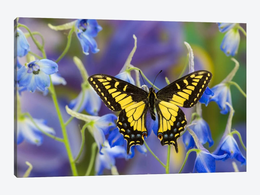 Open-Winged Anise Swallowtail In Zoom Among Blue Delphinium by Darrell Gulin 1-piece Canvas Wall Art