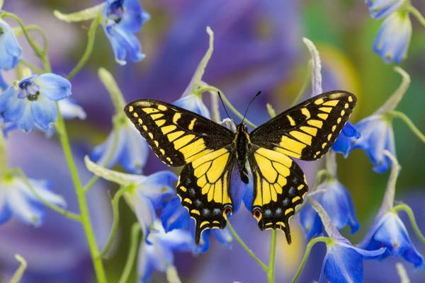 Darrell Gulin: Open-Winged Anise Swallowtail In Zoom Among Blue Delphinium by Darrell Gulin