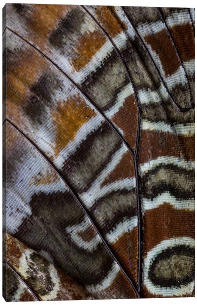 Butterfly Wing Macro-Photography XXXIII Canvas Art Print - Macro Photography