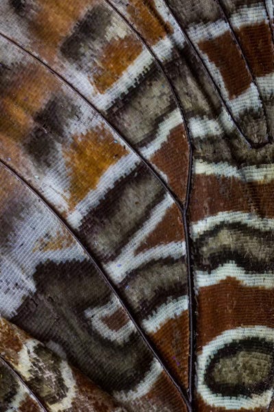 Wings: Butterfly Wing Macro-Photography XXXIII by Darrell Gulin