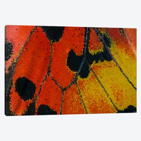 Butterfly Wing Macro-Photography XXXIV Canvas Print #DGU41} by Darrell Gulin Canvas Art Print