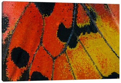 Butterfly Wing Macro-Photography XXXIV Canvas Art Print