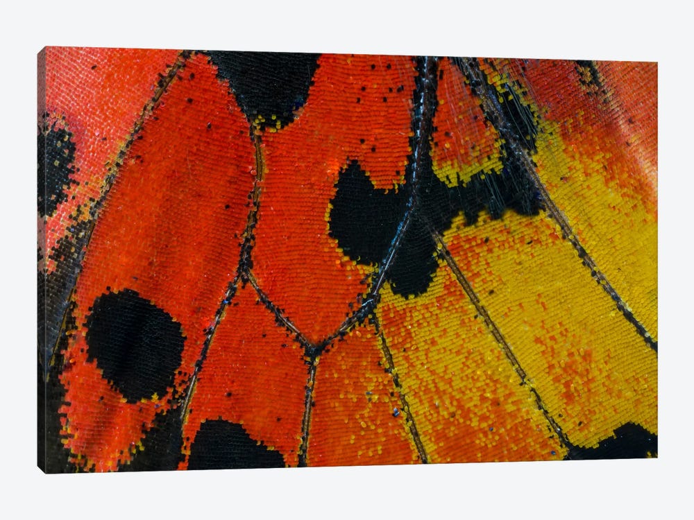 Butterfly Wing Macro-Photography XXXIV by Darrell Gulin 1-piece Canvas Art Print