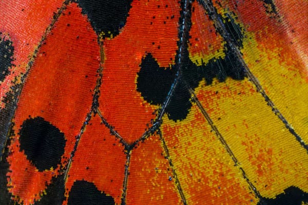Darrell Gulin: Butterfly Wing Macro-Photography XXXIV by Darrell Gulin