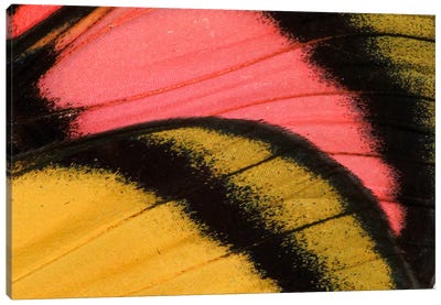 Butterfly Wing Macro-Photography XXXV Canvas Art Print - Wings Art