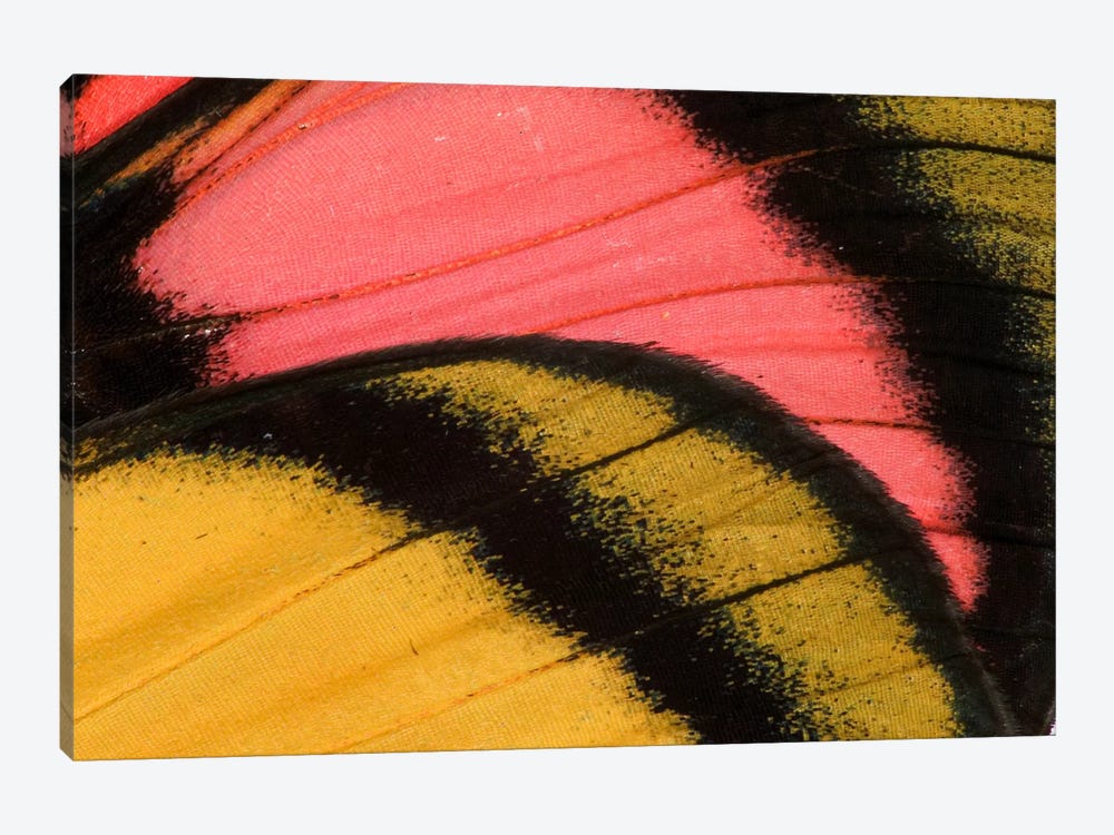 Butterfly Wing Macro-Photography XXXV by Darrell Gulin 1-piece Canvas Art