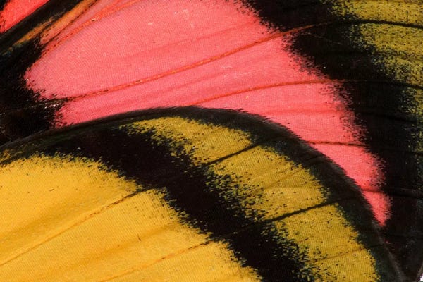 Wings: Butterfly Wing Macro-Photography XXXV by Darrell Gulin