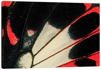 Butterfly Wing Macro-Photography XXXVI Canvas Art Print - Darrell Gulin