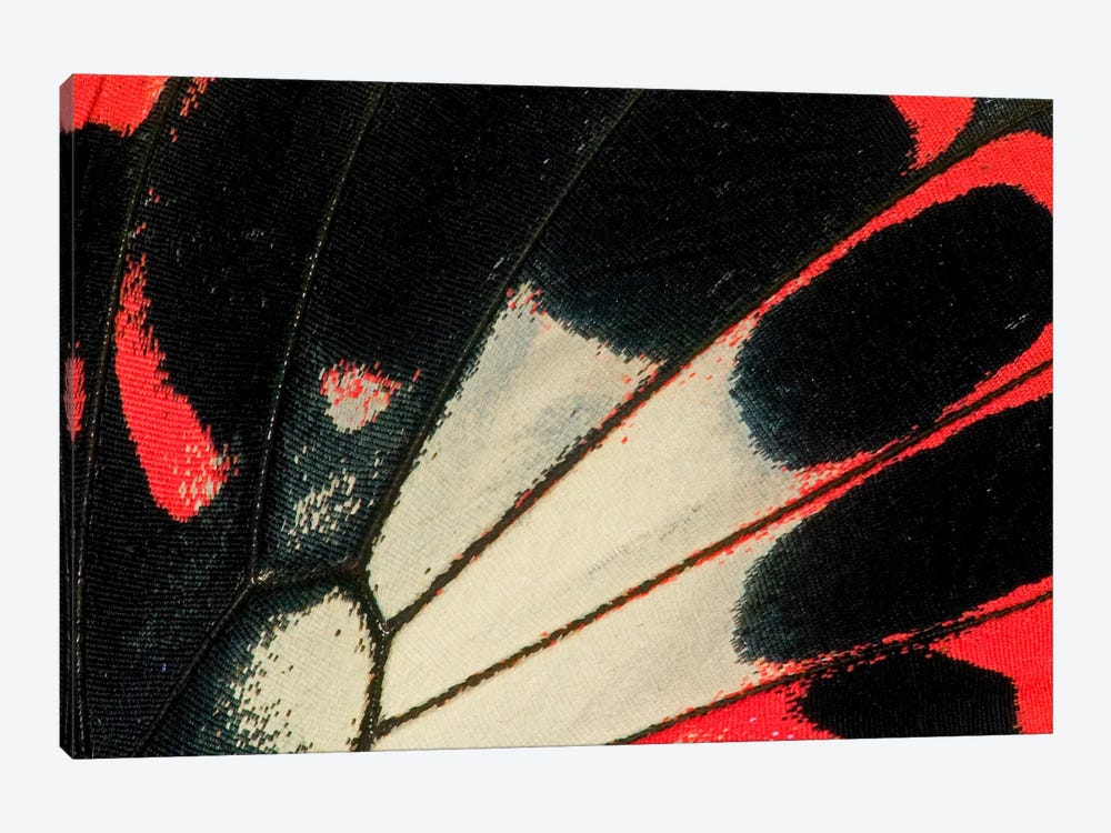 Butterfly Wing Macro-Photography XXXVI by Darrell Gulin 1-piece Art Print
