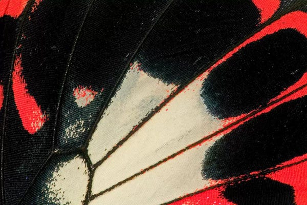 Darrell Gulin: Butterfly Wing Macro-Photography XXXVI by Darrell Gulin
