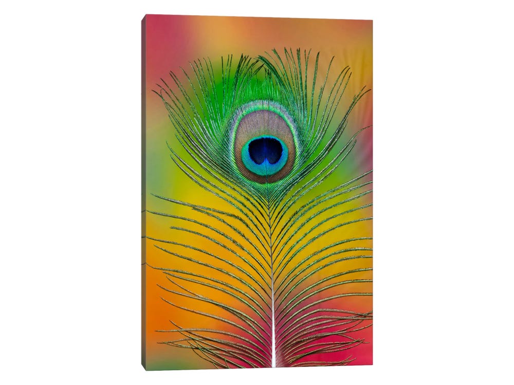 Peacock Feather #1 Art Print