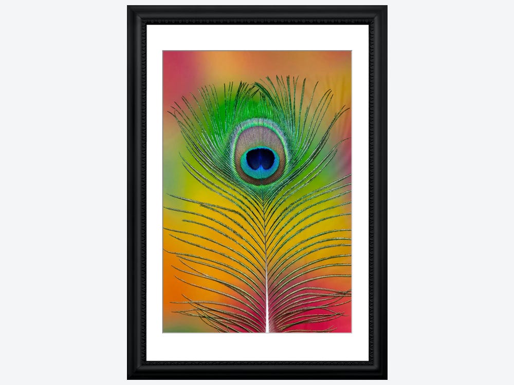 Single Male Peacock Tail Feather Canv - Canvas Artwork