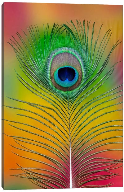 Single Male Peacock Tail Feather Canvas Art Print - Darrell Gulin