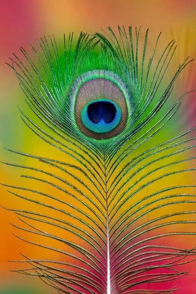 Darrell Gulin: Single Male Peacock Tail Feather by Darrell Gulin
