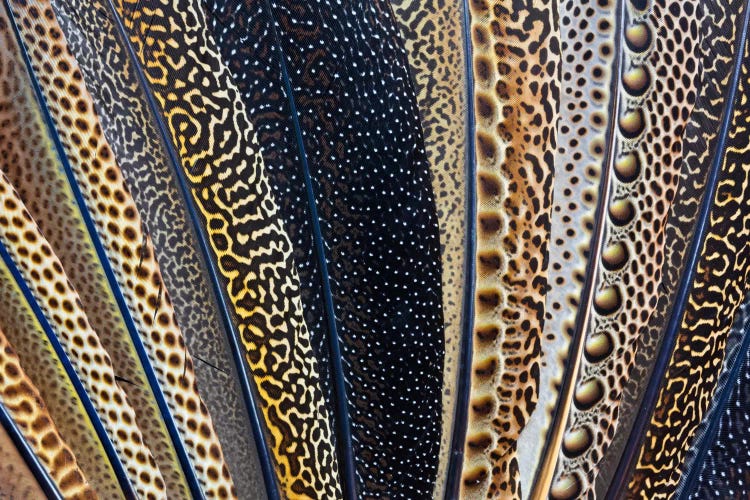 Argus Pheasant Wing Macro-Photography by Darrell Gulin canvas print