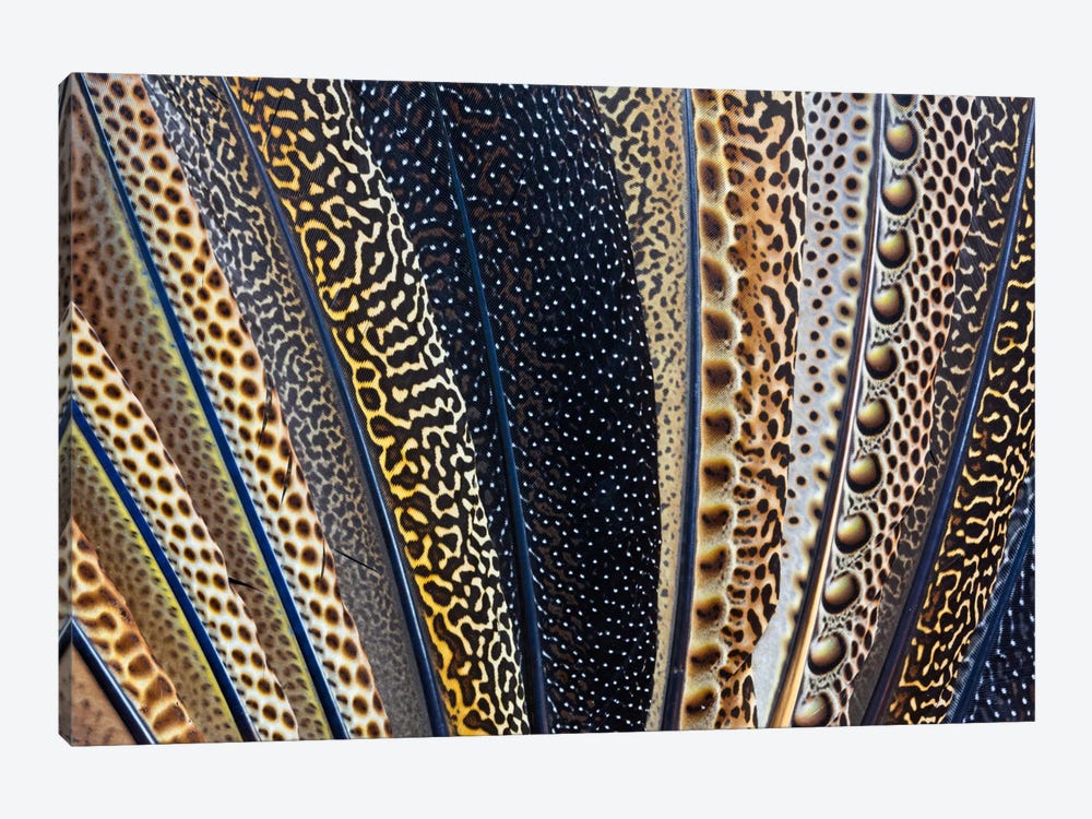 Argus Pheasant Wing Macro-Photography by Darrell Gulin 1-piece Art Print