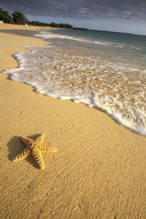 Lone Starfish, Big Beach, Makena State Park, Maui, Hawai'i, USA